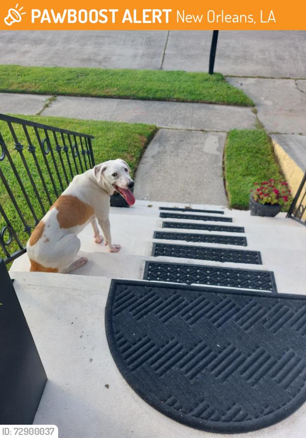 Found/Stray Unknown Dog last seen Gannon , New Orleans, LA 70128