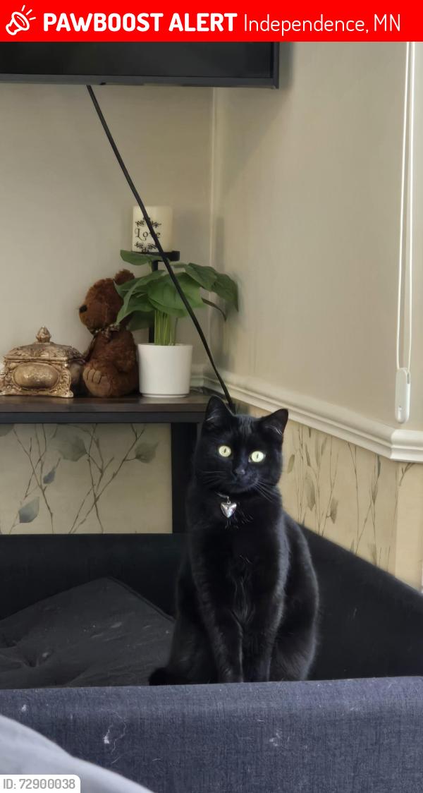 Lost Female Cat last seen County Rd 92 and pioneer creek rd, Independence, MN 55359