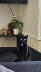 Lost Female Cat last seen County Rd 92 and pioneer creek rd, Independence, MN 55359