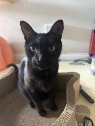 Lost Male Cat last seen Near CARNOUSTIE ct , Saint Charles, MO 63301
