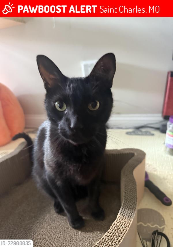 Lost Male Cat last seen Near CARNOUSTIE ct, Saint Charles, MO 63301
