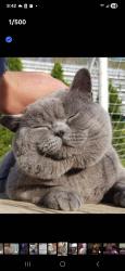 Reunited Male Cat last seen Saw Palmetto Pkwy, seedling ter, Punta Gorda, FL 33982