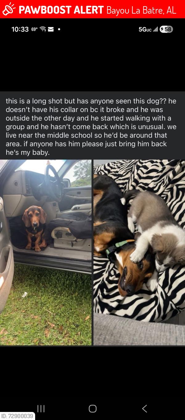 Lost Male Dog last seen Alba middle school., Bayou La Batre, AL 36509