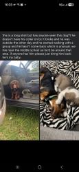 Lost Male Dog last seen Alba middle school., Bayou La Batre, AL 36509