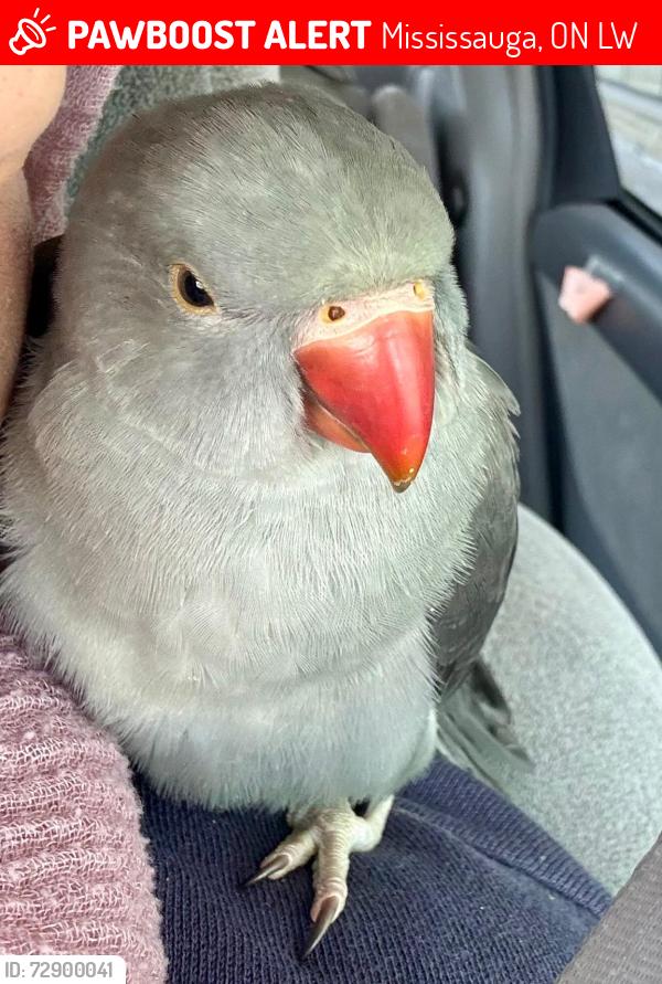 Lost Female Bird last seen Dolly Bird Lane and Tassel Cres, Mississauga, ON L5W