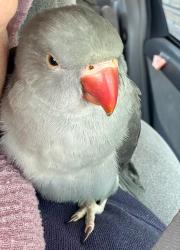Lost Female Bird last seen Dolly Bird Lane and Tassel Cres, Mississauga, ON L5W