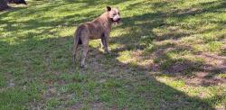 Reunited Male Dog last seen Rolling hills and Yorktown Titusville FL , Titusville, FL 32796