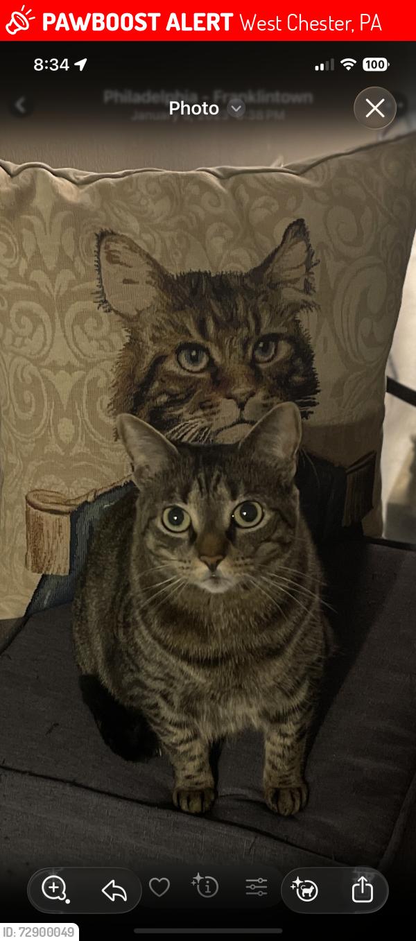 Lost Female Cat last seen Sconnelltown rd, West Chester, PA 19382