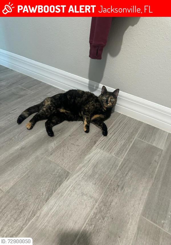 Lost Female Cat last seen E town , Jacksonville, FL 32256