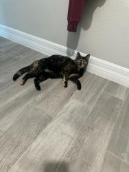 Lost Female Cat last seen E town , Jacksonville, FL 32256