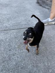 Found/Stray Male Dog last seen Hunt Club and Wekiva Trail , Longwood, FL 32779