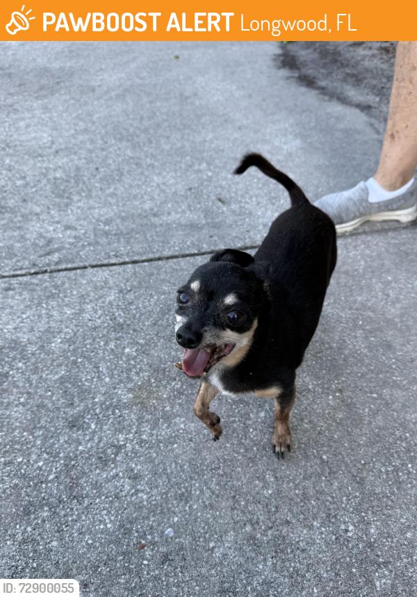 Found/Stray Male Dog last seen Hunt Club and Wekiva Trail, Longwood, FL 32779