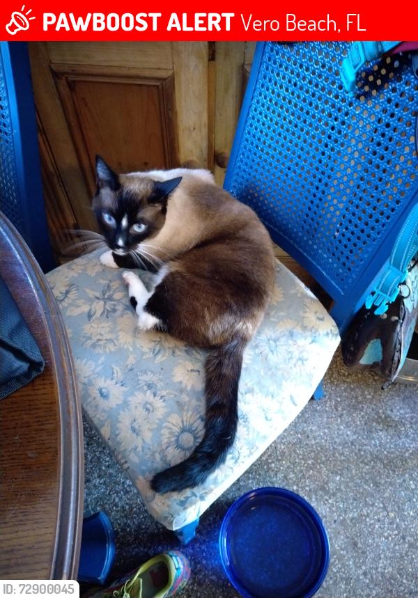 Lost Female Cat last seen 67116th Street Vero Beach , Vero Beach, FL 32960