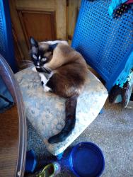 Lost Female Cat last seen 67116th Street Vero Beach , Vero Beach, FL 32960