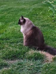 Lost Male Cat last seen 56th & Noble Drive, Indianapolis, IN 46234