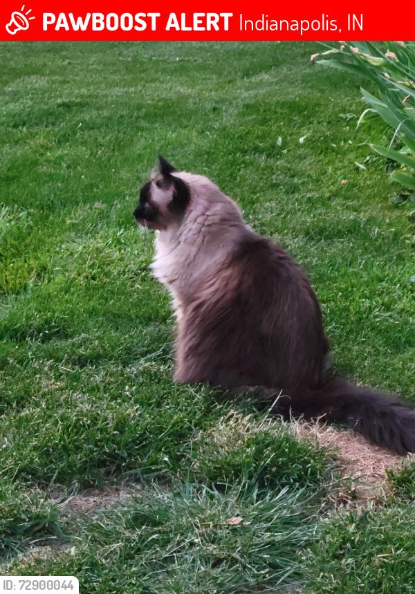 Lost Male Cat last seen 56th & Noble Drive, Indianapolis, IN 46234