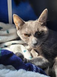 Lost Female Cat last seen Spring Street - Newtown Section -Hanover Twp, Wilkes-Barre, PA 18706