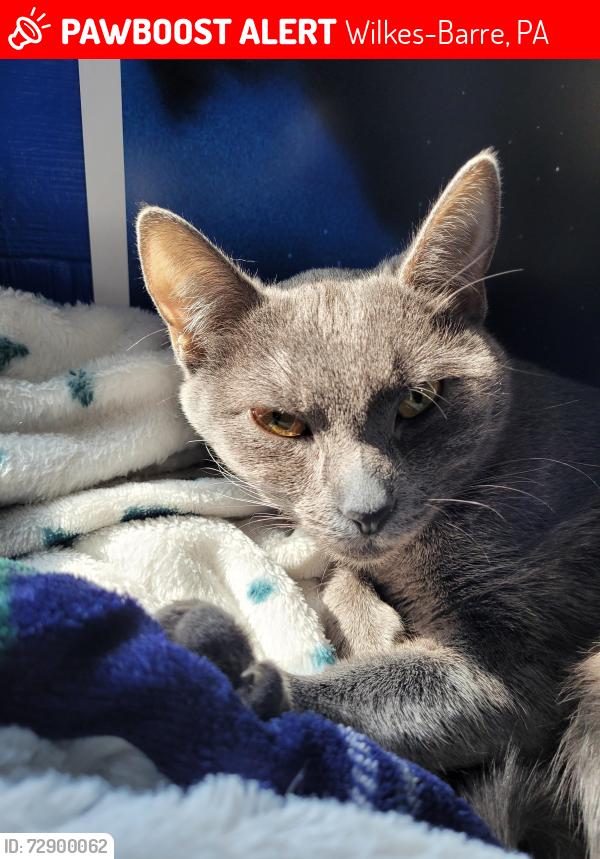 Lost Female Cat last seen Spring Street - Newtown Section -Hanover Twp, Wilkes-Barre, PA 18706