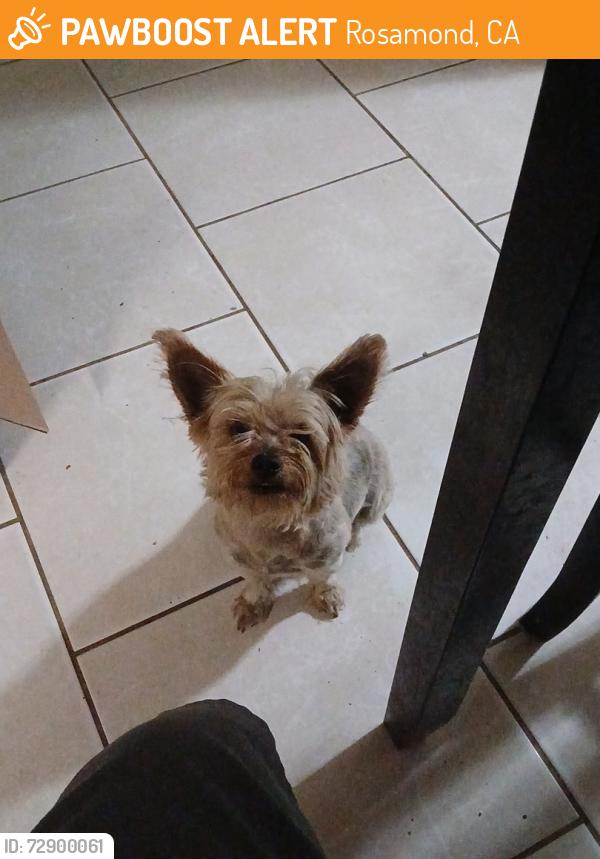 Found/Stray Male Dog last seen Rosamond blvd and 15th st west, Rosamond, CA 93560