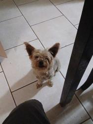 Found/Stray Male Dog last seen Rosamond blvd and 15th st west, Rosamond, CA 93560