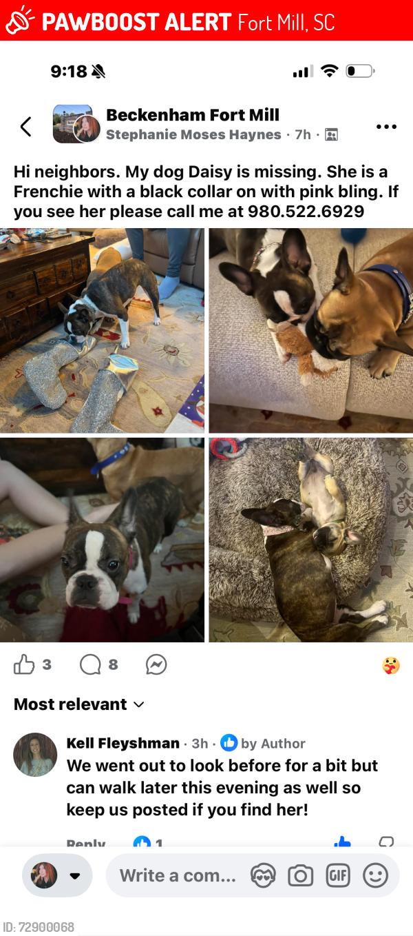 Lost Female Dog last seen Beckenham neighborhood, Fort Mill, SC 29715