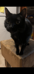 Reunited Male Cat last seen Ten Eyck & Marwill St, Albany, NY 12209