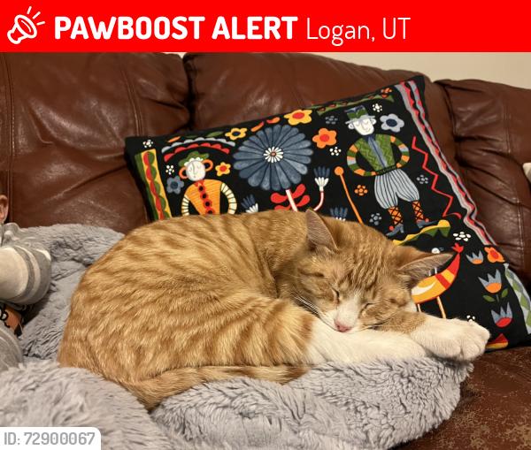 Lost Male Cat last seen Jen’s Johansen park, Logan, UT 84321