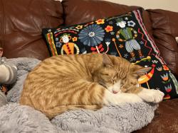 Lost Male Cat last seen Jen’s Johansen park, Logan, UT 84321