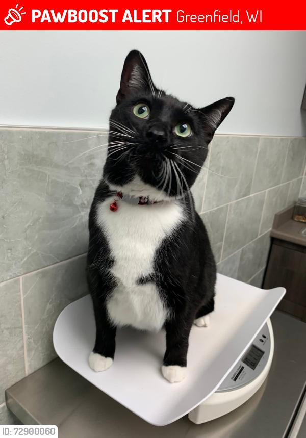 Lost Male Cat last seen Holmes and S 35th st., Greenfield, WI 53221