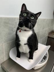 Lost Male Cat last seen Holmes and S 35th st., Greenfield, WI 53221