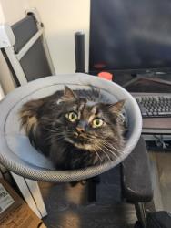 Lost Female Cat last seen The townehomes at heritage, Glen Burnie, MD 21061