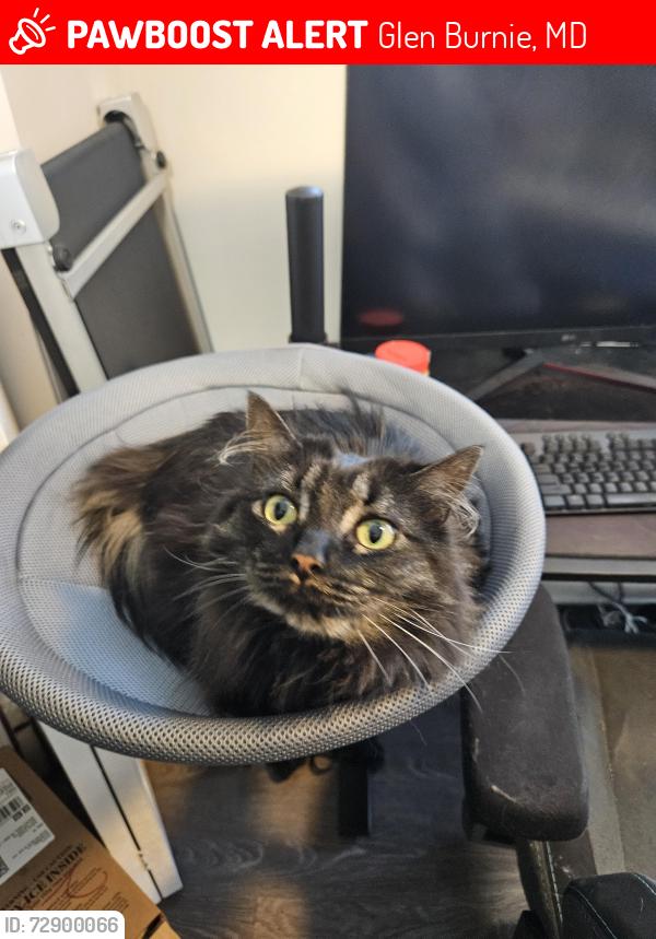Lost Female Cat last seen The townehomes at heritage, Glen Burnie, MD 21061