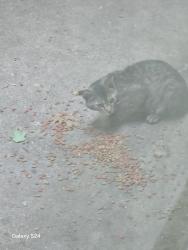Found/Stray Unknown Cat last seen Audrey Dr and Armstrong Park Rd, Gastonia, NC 28054