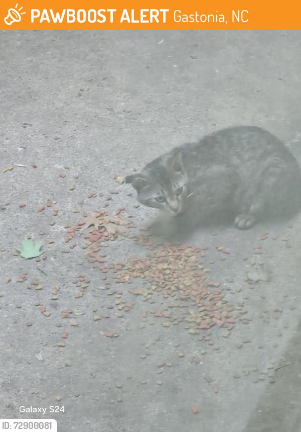 Found/Stray Unknown Cat last seen Audrey Dr and Armstrong Park Rd, Gastonia, NC 28054