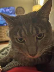 Reunited Male Cat last seen Crescent st, Whitman, MA 02382