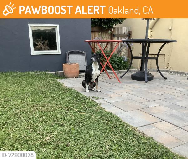 Found/Stray Male Dog last seen 12th and 21st, Oakland, CA 94606