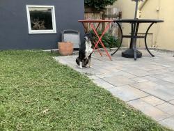 Found/Stray Male Dog last seen 12th and 21st, Oakland, CA 94606