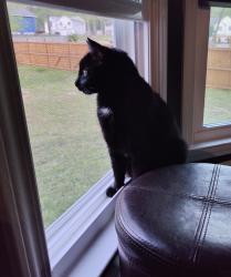 Reunited Male Cat last seen Collins Dr, Douglasville, GA, Paulding County, GA 30134