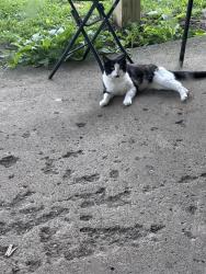 Reunited Female Cat last seen West dunn Ave cowing park neighborhood , Muncie, IN 47303