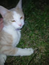 Found/Stray Male Cat last seen Applegrove & Middlebranch, North Canton, OH 44720