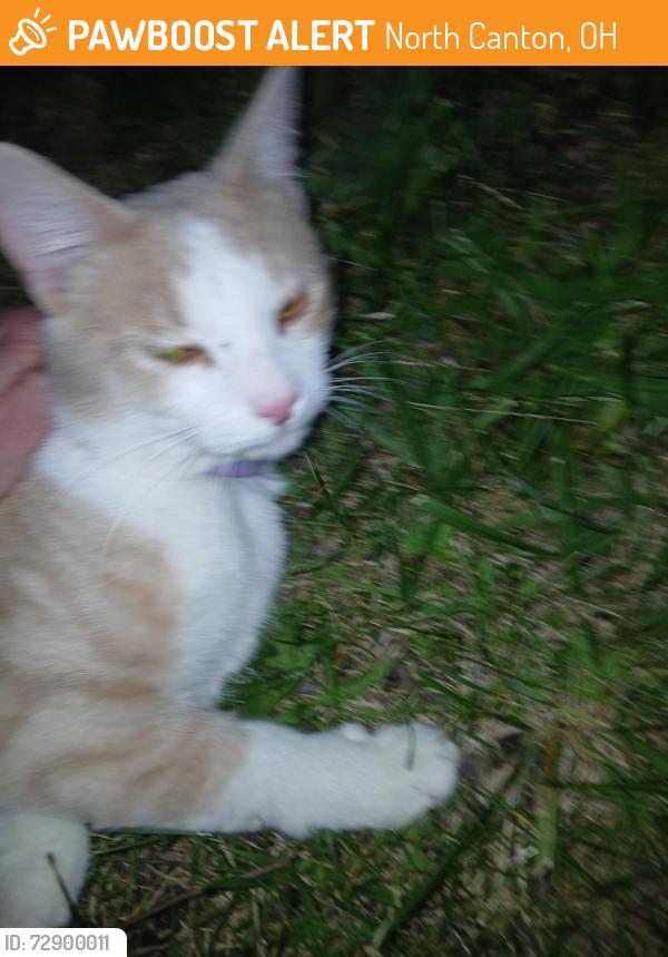 Found/Stray Male Cat last seen Applegrove & Middlebranch, North Canton, OH 44720