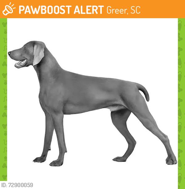 Found/Stray Unknown Dog last seen Waffle hse, sphinx, hwy 14, Greer, SC 29651