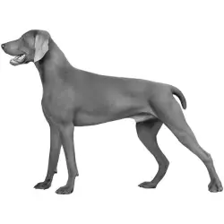 Found/Stray Unknown Dog last seen Waffle hse, sphinx, hwy 14, Greer, SC 29651