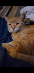 Lost Female Cat last seen Terra Bella and Arleta Blvd., Los Angeles, CA 91331
