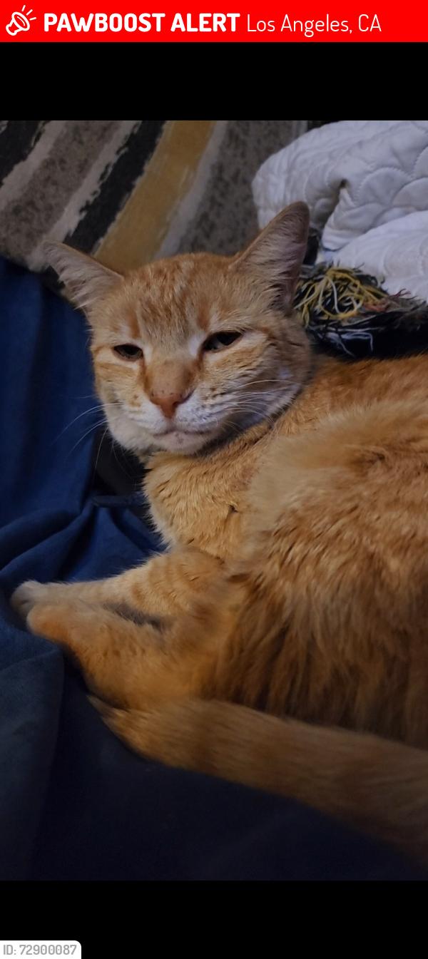 Lost Female Cat last seen Terra Bella and Arleta Blvd., Los Angeles, CA 91331
