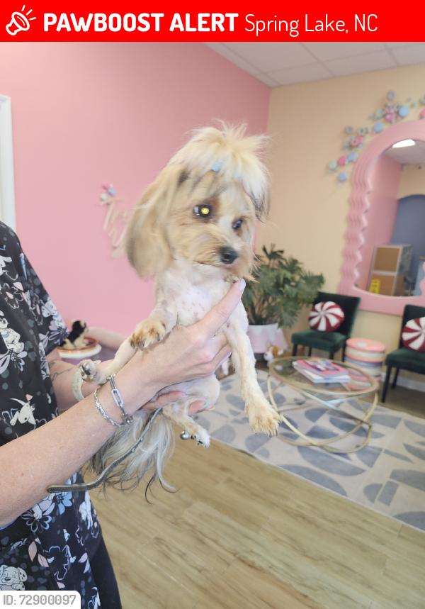 Lost Female Dog last seen Overhills Rd, Spring Lake, NC 28390
