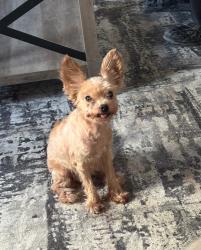 Lost Female Dog last seen Reid Ave, Lorain, OH 44055