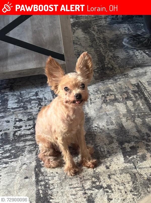 Lost Female Dog last seen Reid Ave, Lorain, OH 44055