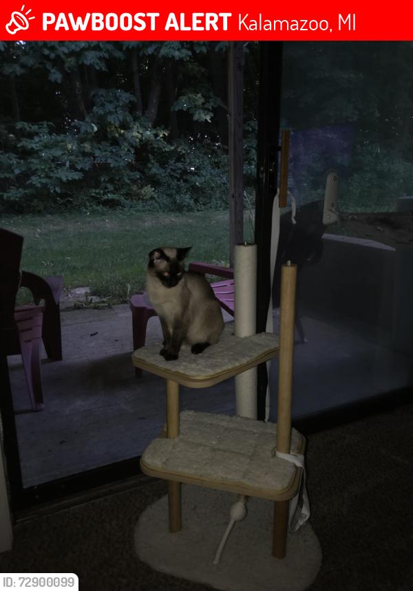 Lost Female Cat last seen Stadium and Parkview, Kalamazoo, MI 49009