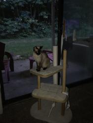 Lost Female Cat last seen Stadium and Parkview, Kalamazoo, MI 49009